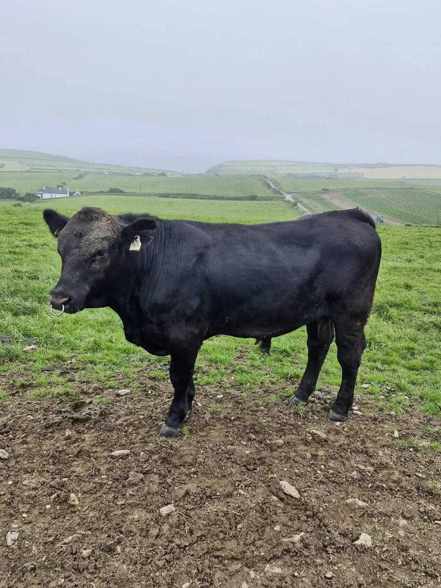 Angus bull - Image 2