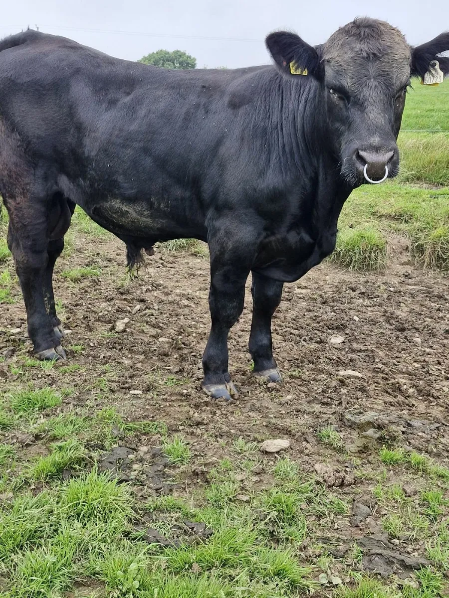Angus bull - Image 3