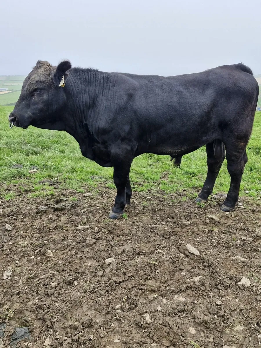 Angus bull - Image 1