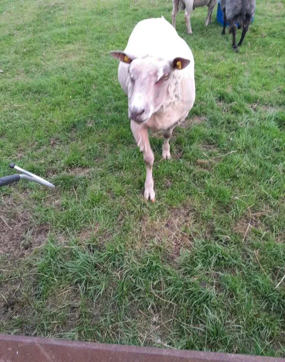 Two Charlollais Rams - Image 1