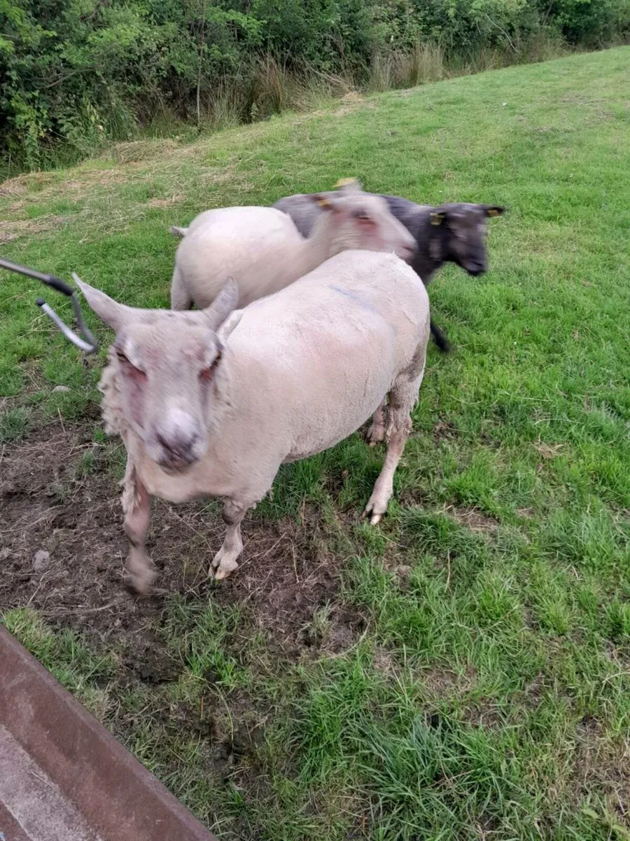 Two Charlollais Rams - Image 2
