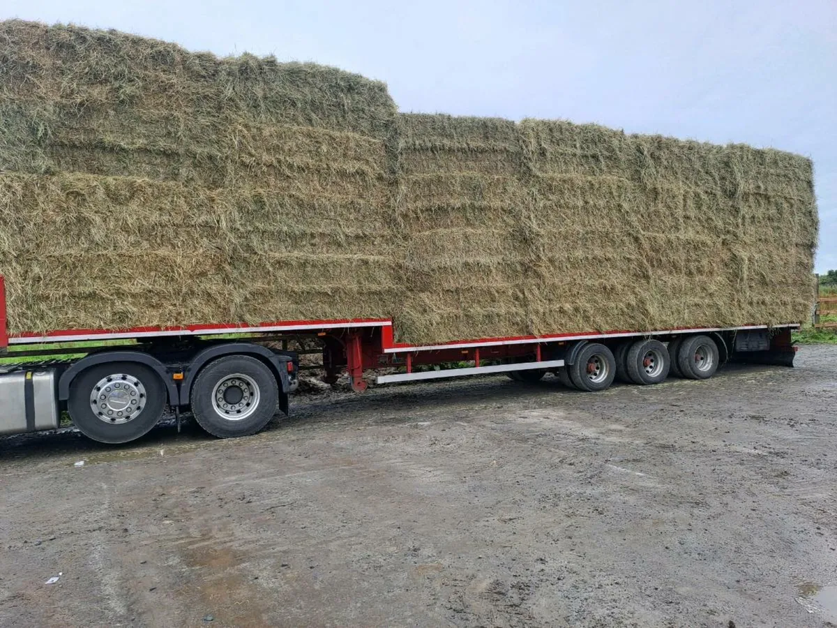 Hay - Image 2