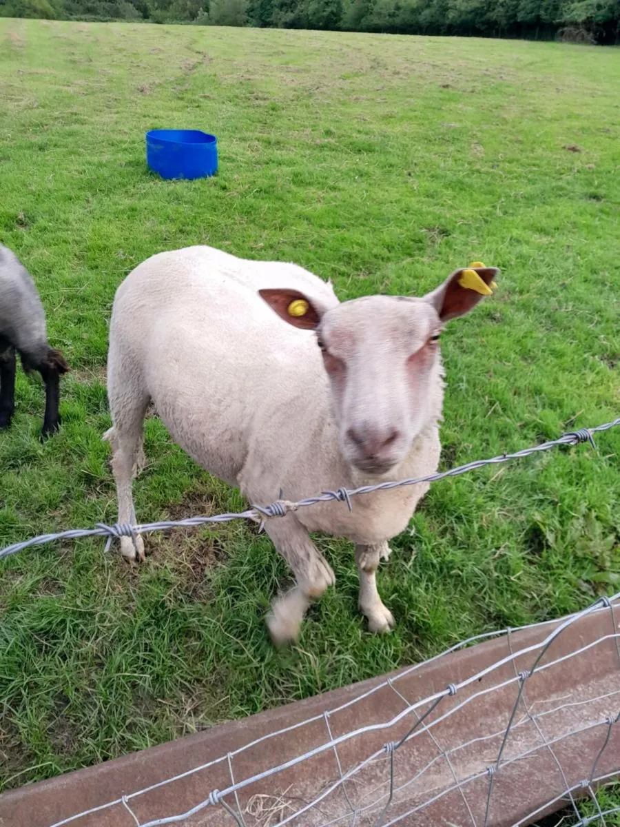 Two Charlollais Rams - Image 3