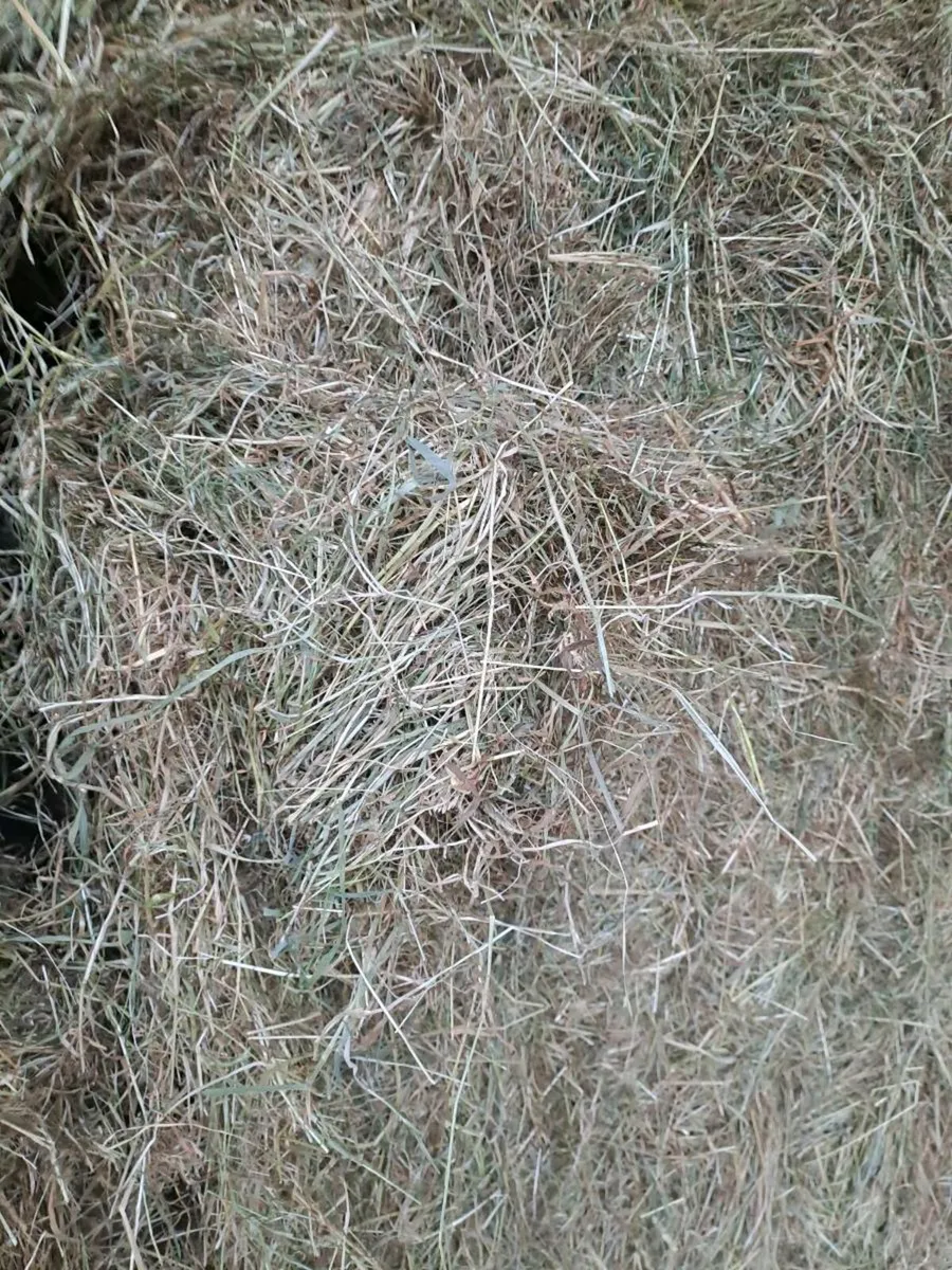 Hay - Image 3