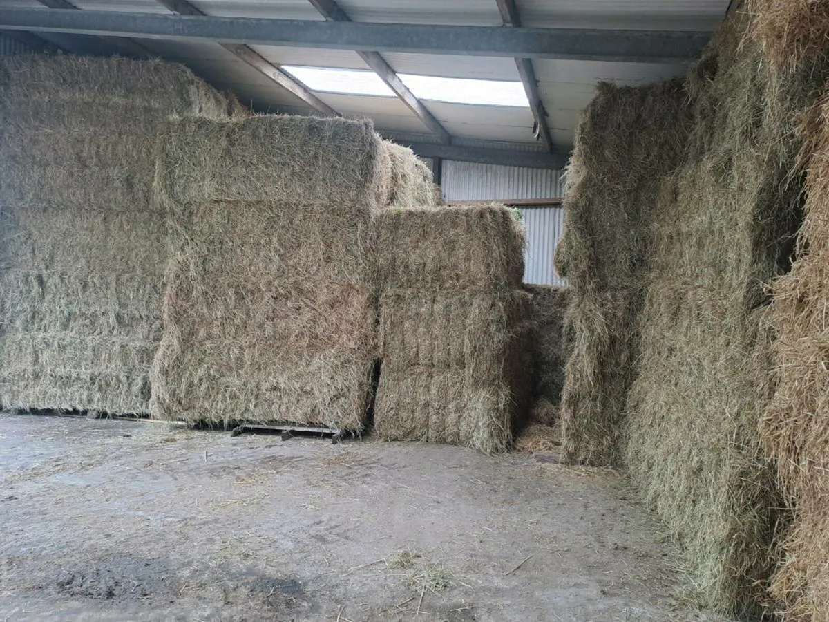 Hay - Image 1