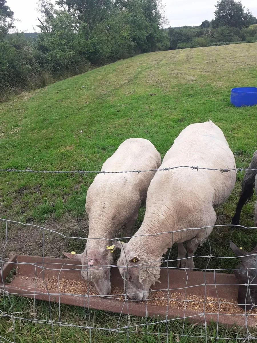 Two Charlollais Rams - Image 4