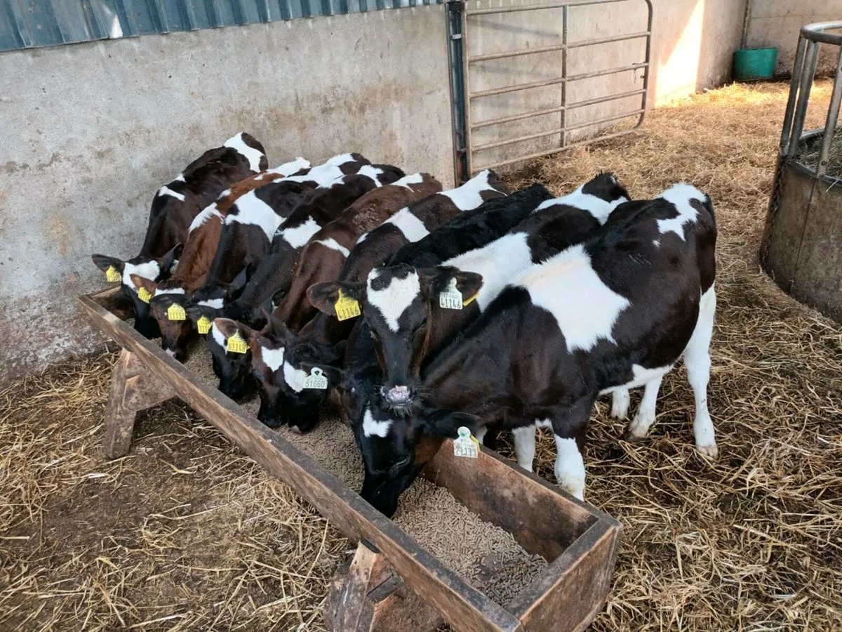 10 Reared Friesen heifer Calves - Image 1
