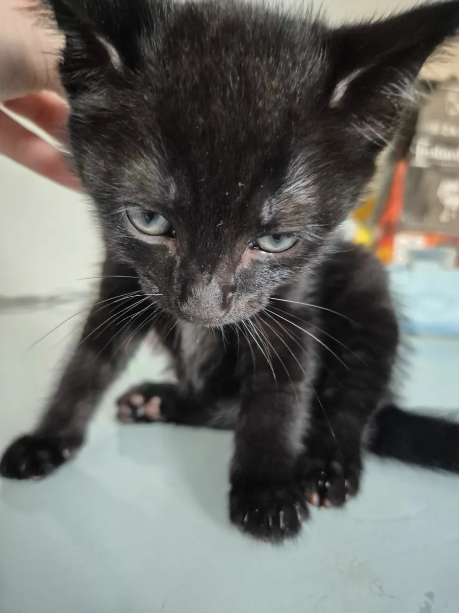 Kittens - Image 3