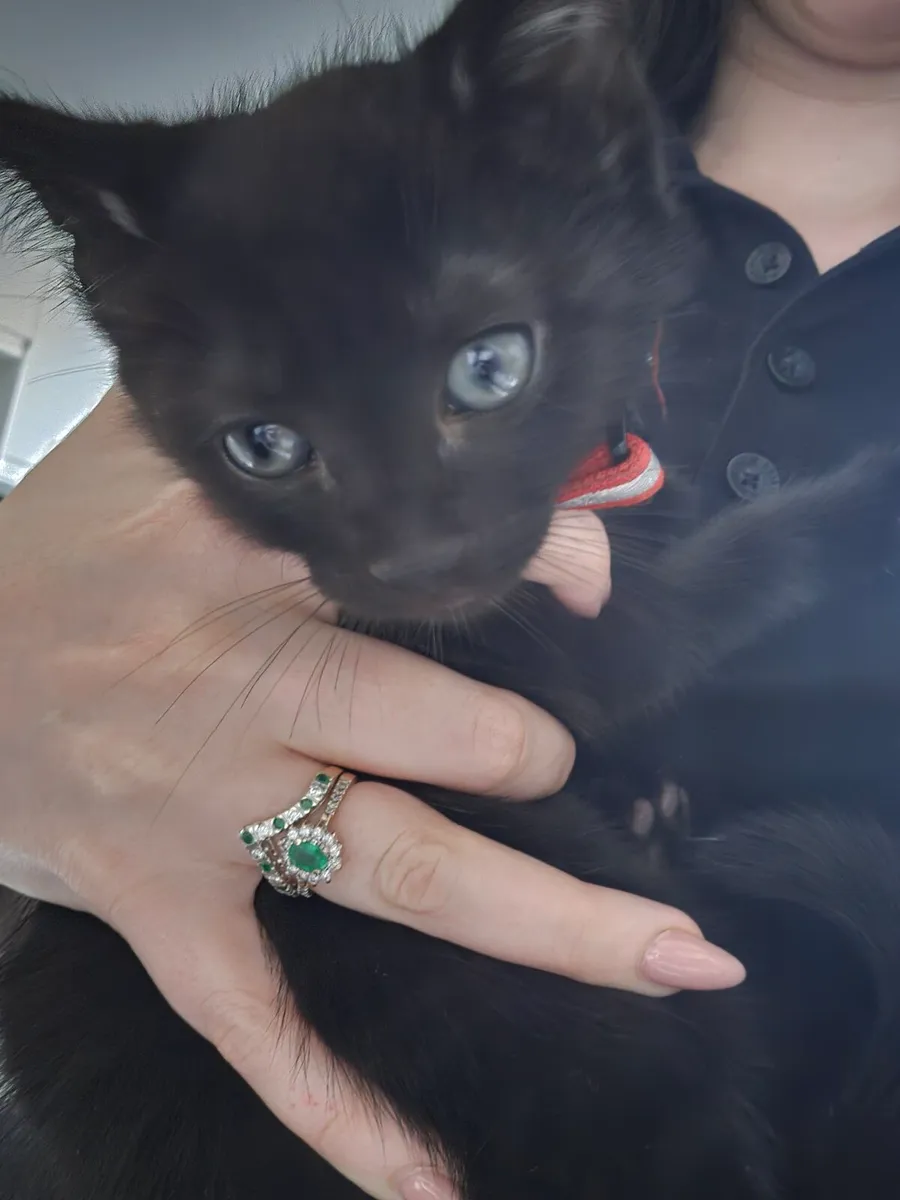 Kittens - Image 4