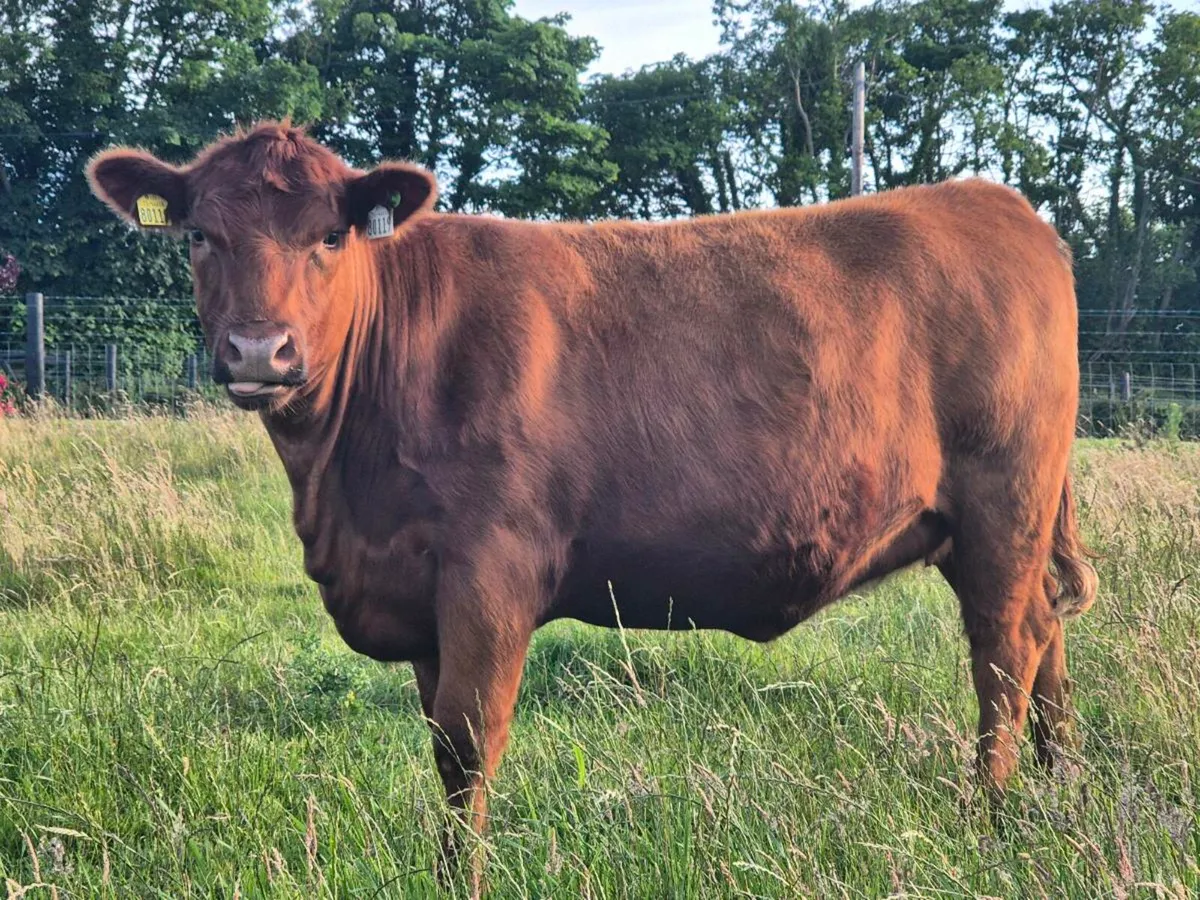 Red Angus - Image 1