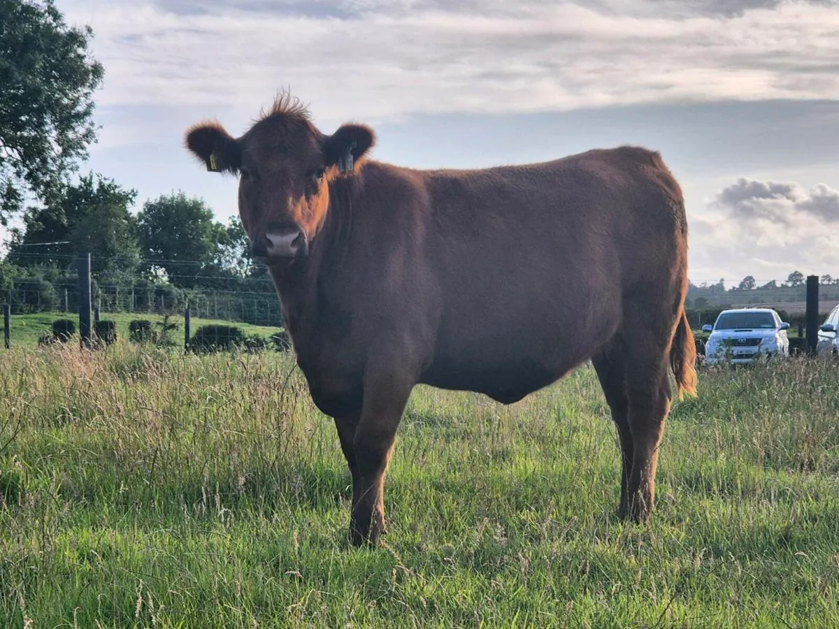 Red Angus - Image 2