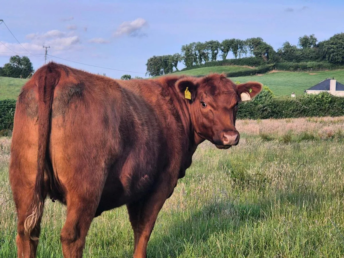 Red Angus - Image 4