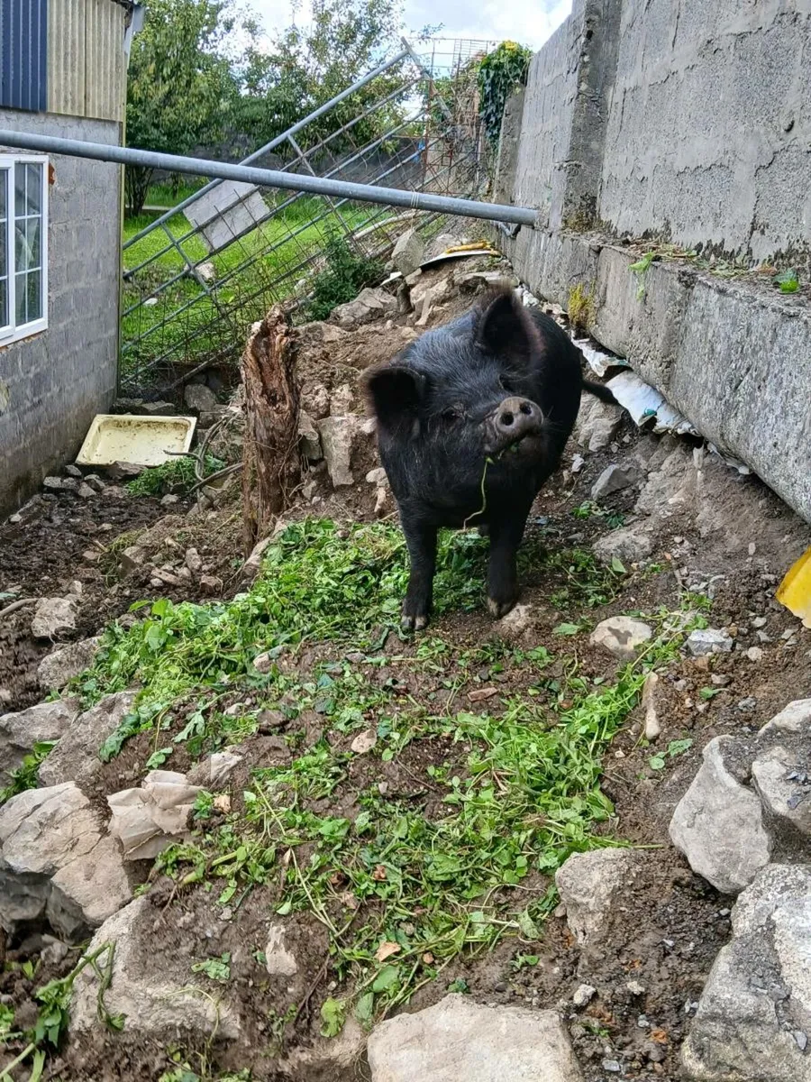 Two kune femals - Image 1