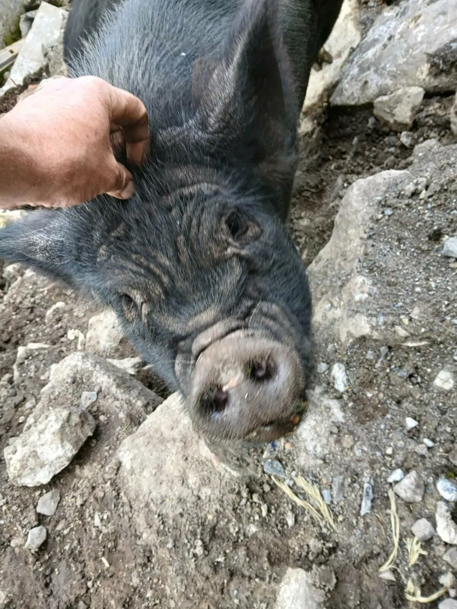 Two kune femals - Image 2