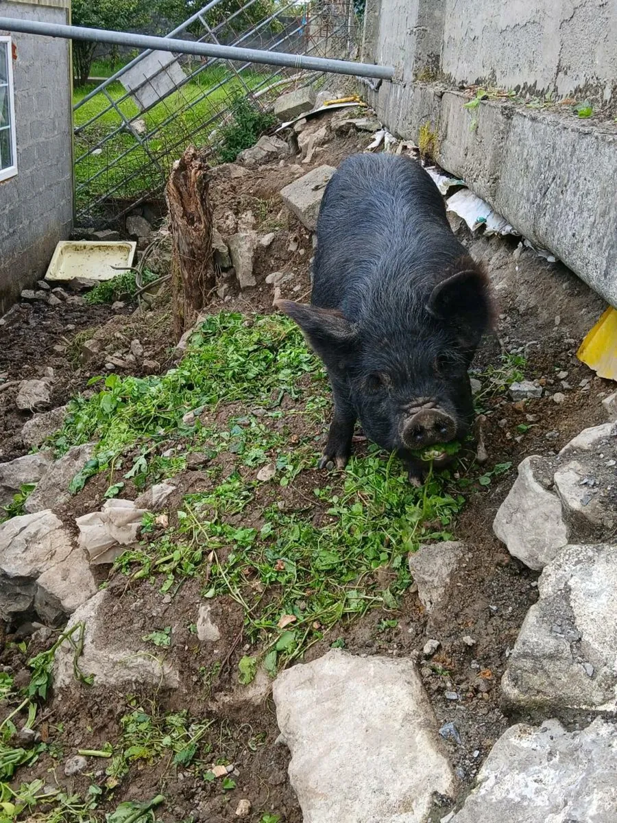 Two kune femals - Image 3