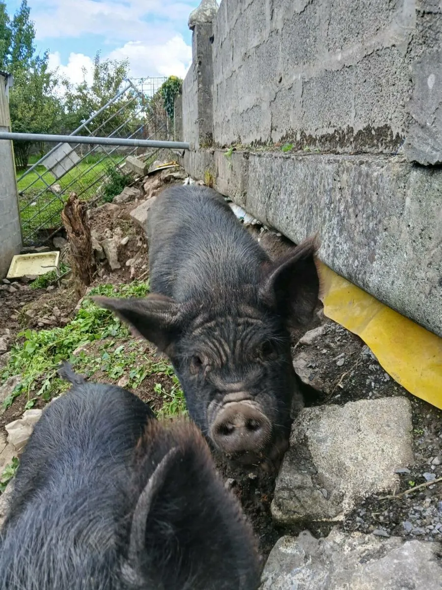 Two kune femals - Image 4
