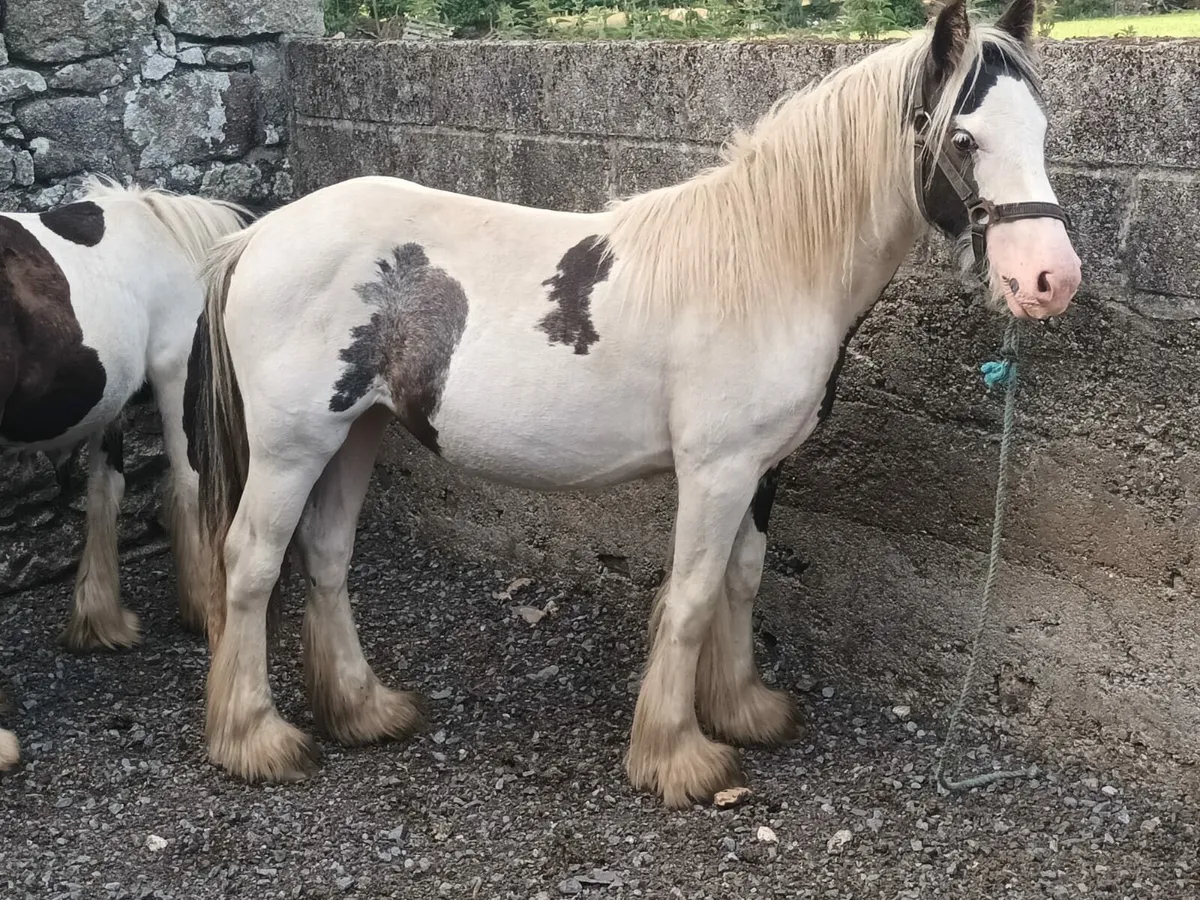 2 Piebald Yearling Fillies - Image 1