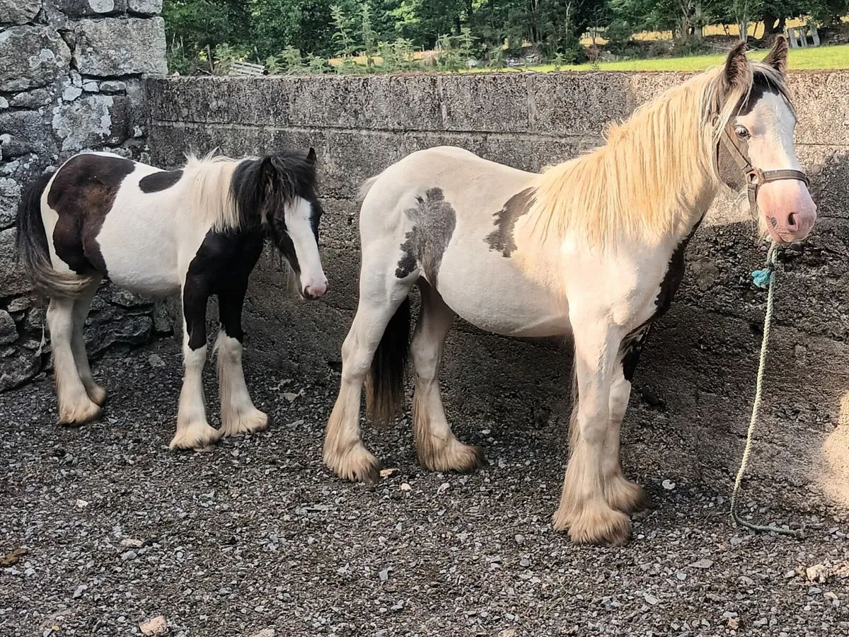 2 Piebald Yearling Fillies - Image 2