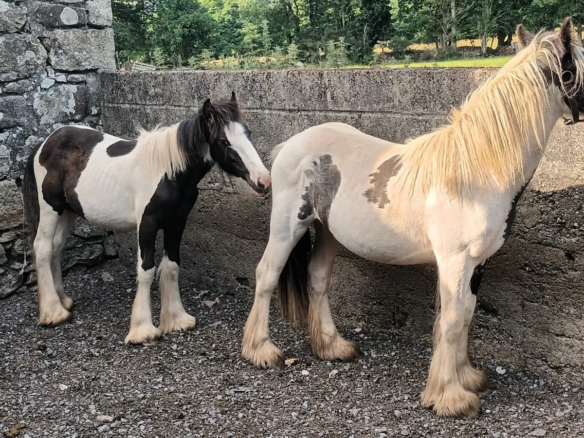 2 Piebald Yearling Fillies - Image 3