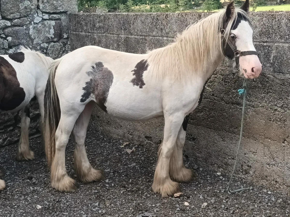 2 Piebald Yearling Fillies - Image 4