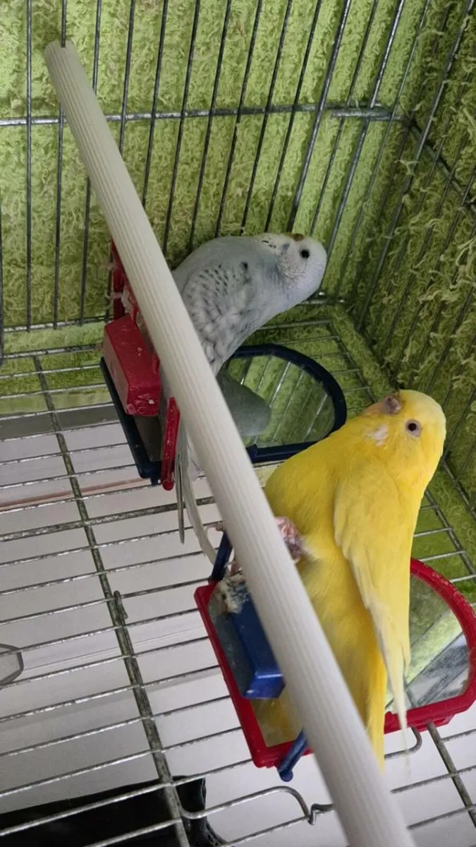 2 budgies - Image 1