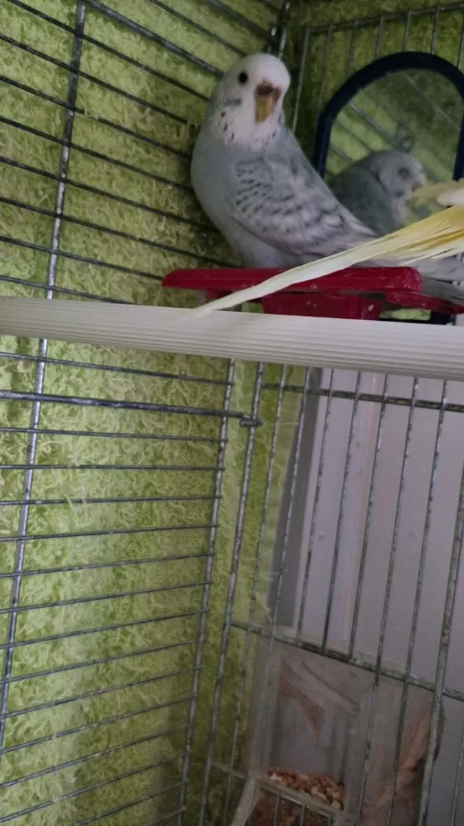2 budgies - Image 2