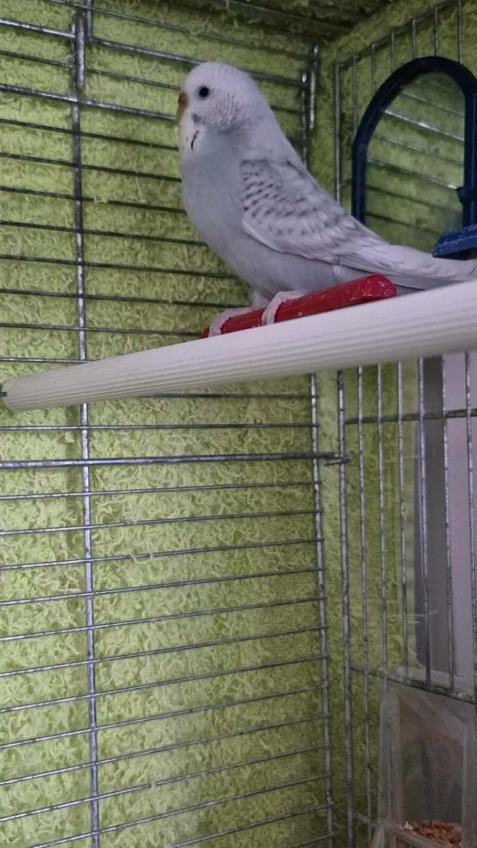 2 budgies - Image 3