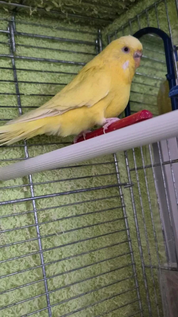 2 budgies - Image 4
