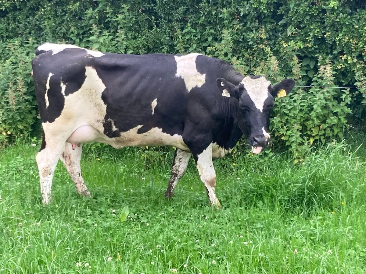 Freshly calved Friesian heifer - Image 1
