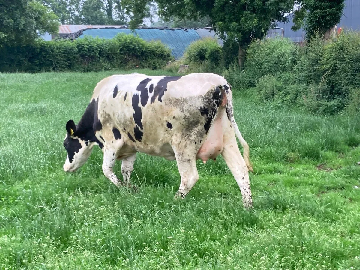 Freshly calved Friesian heifer - Image 2