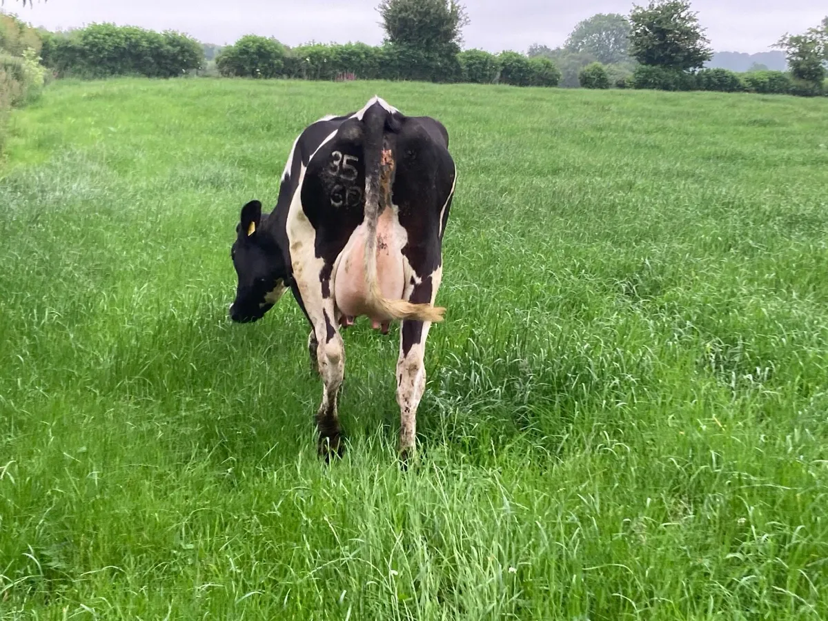 Freshly calved Friesian heifer - Image 3