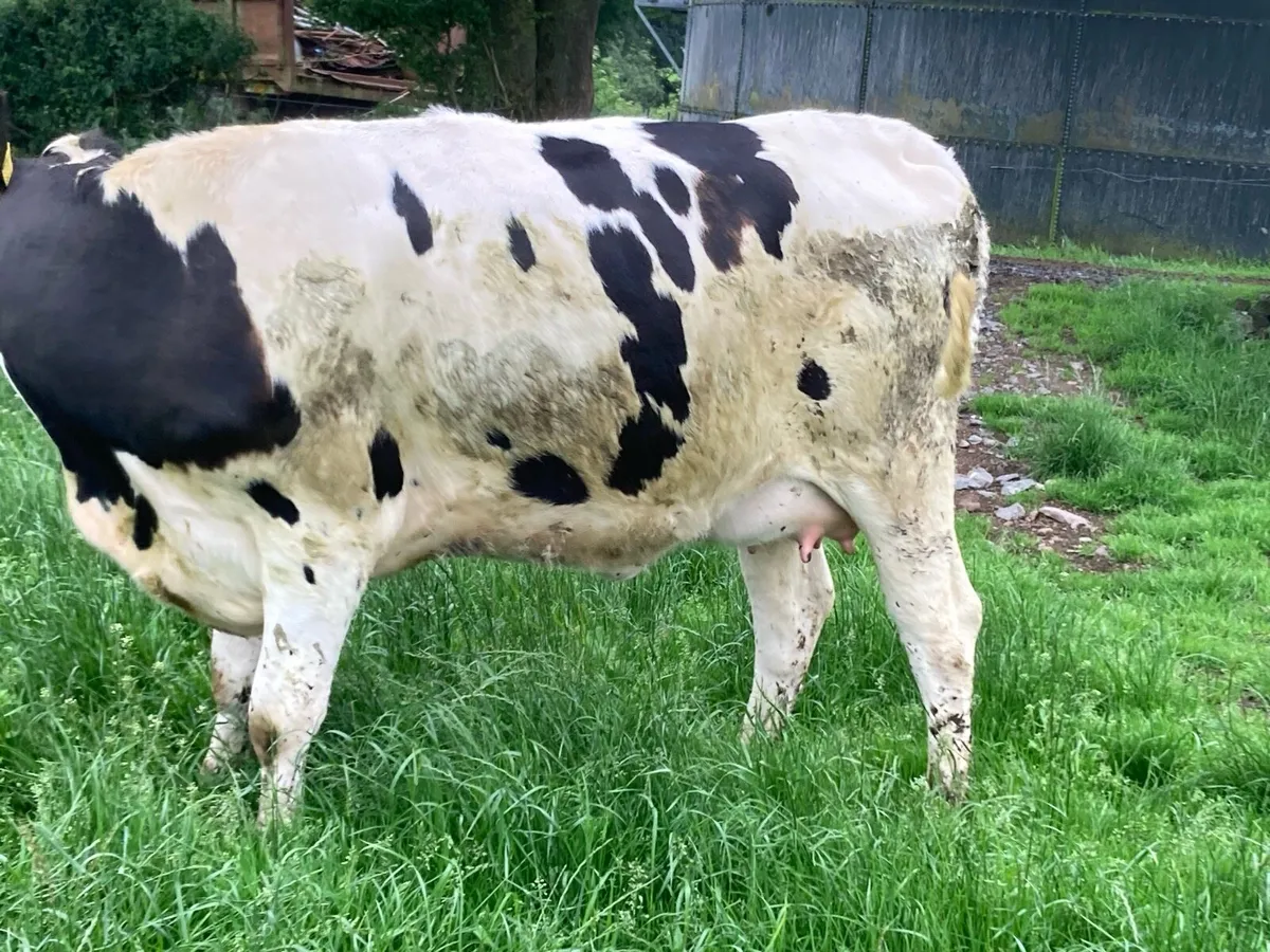 Freshly calved Friesian heifer - Image 4