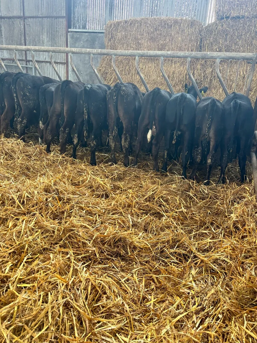 22 super Aberdeen Angus heifers ready for grass - Image 1
