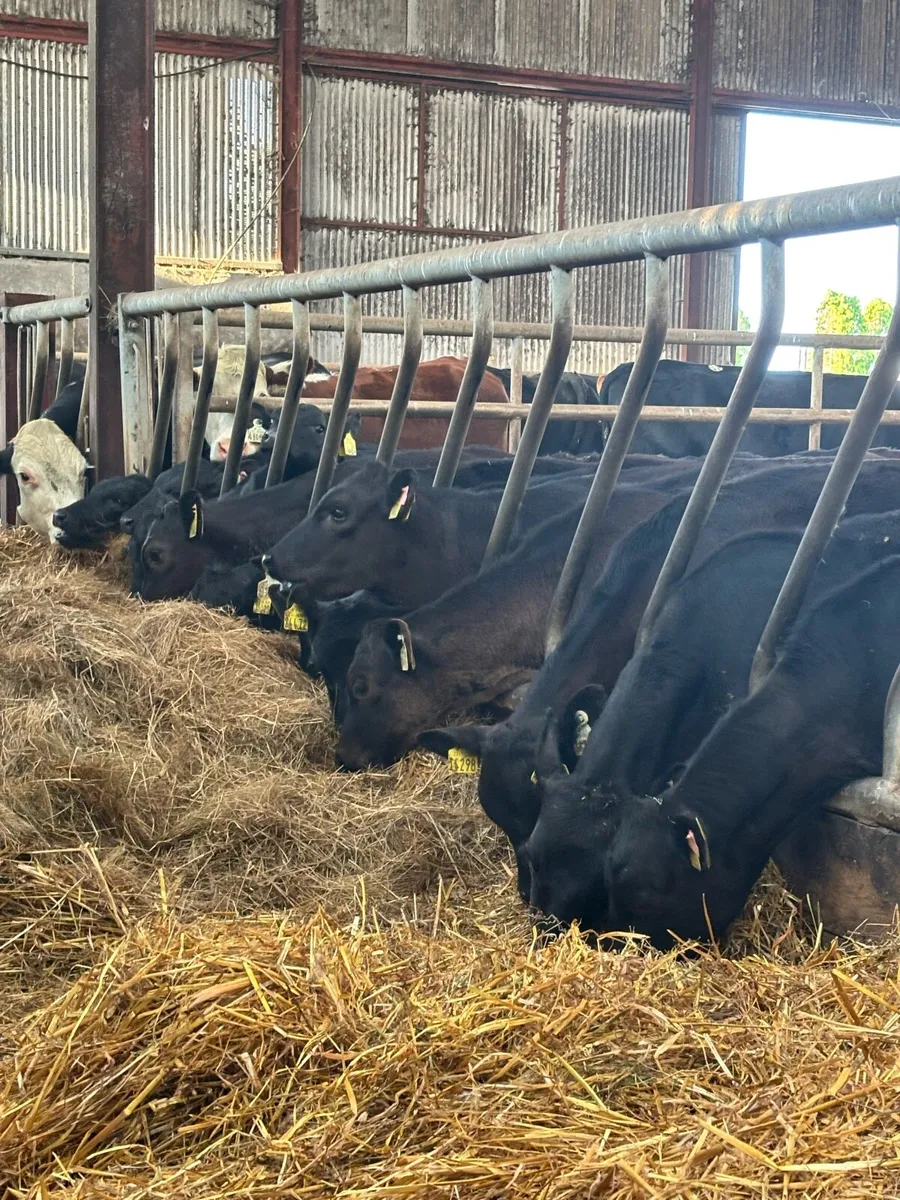 22 super Aberdeen Angus heifers ready for grass - Image 2