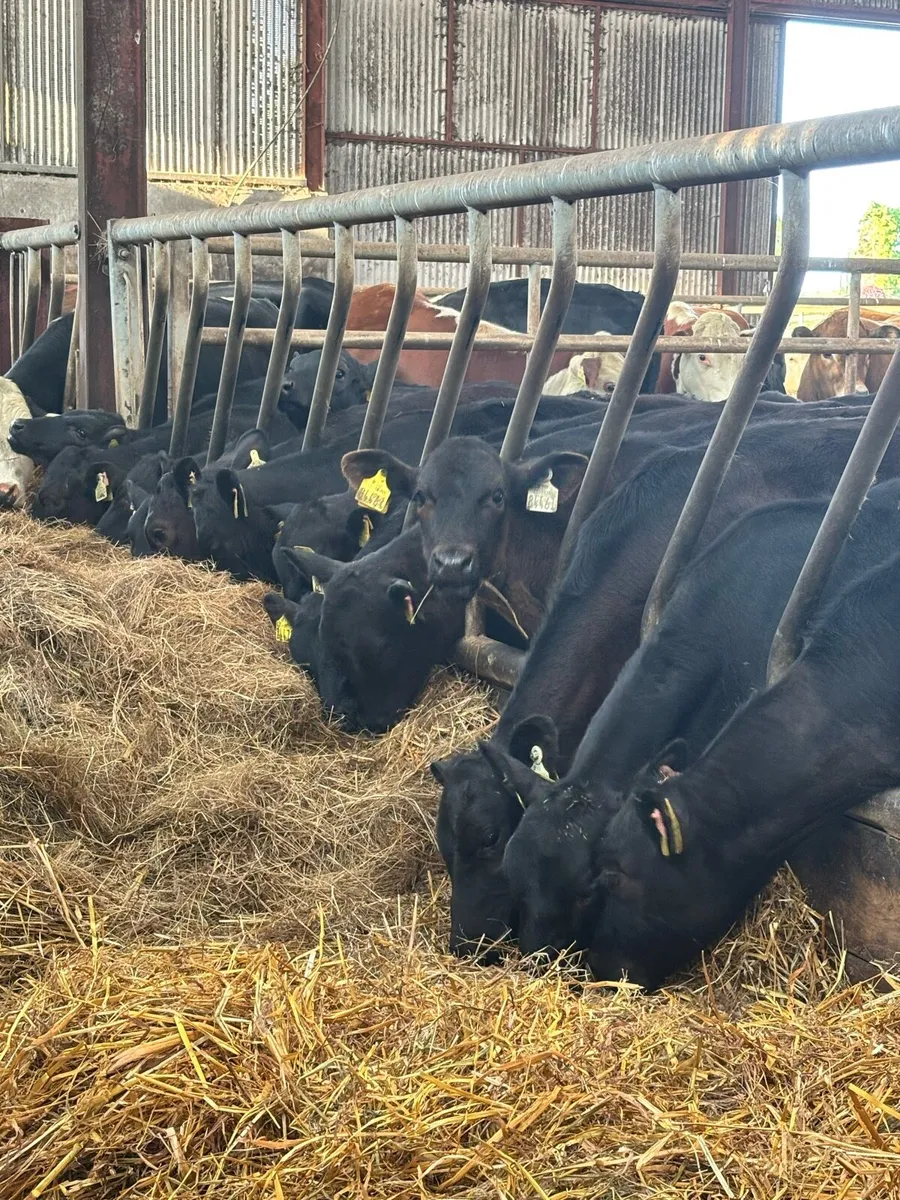 22 super Aberdeen Angus heifers ready for grass - Image 3