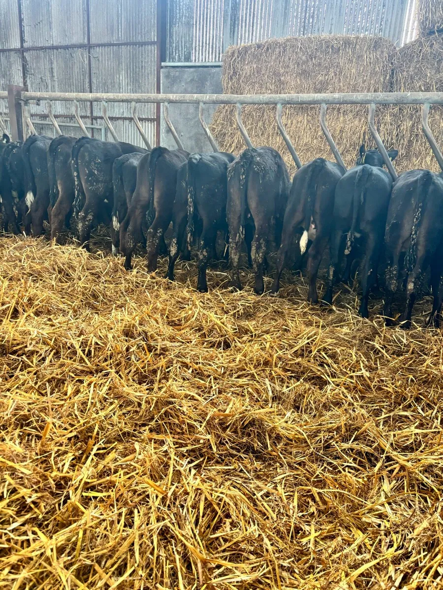 22 super Aberdeen Angus heifers ready for grass - Image 4