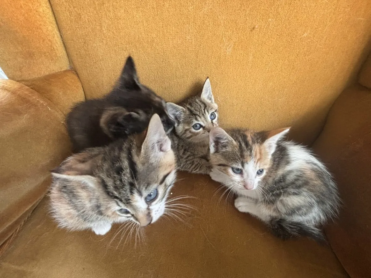 kittens to a good home - Image 1