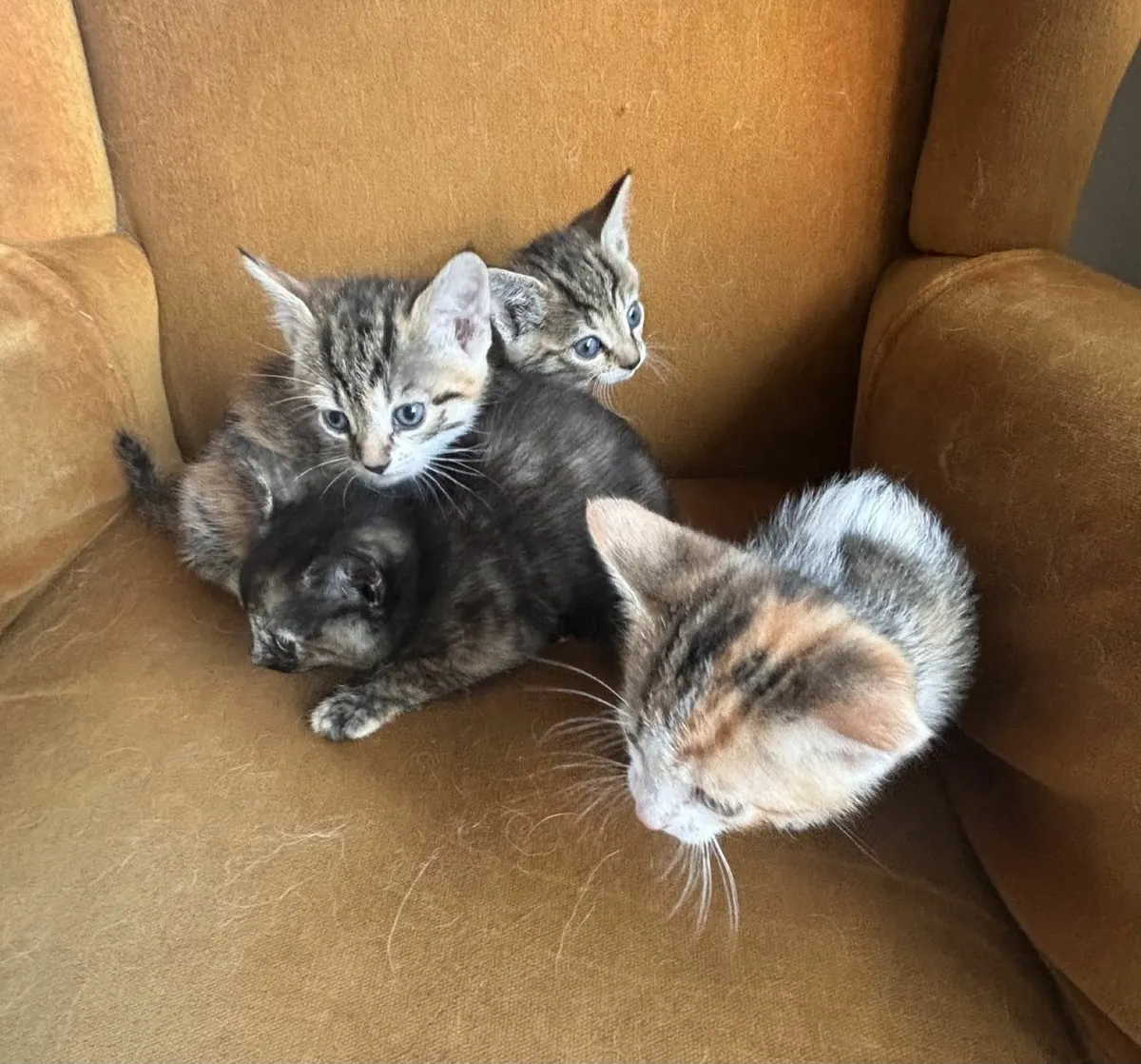 kittens to a good home - Image 2