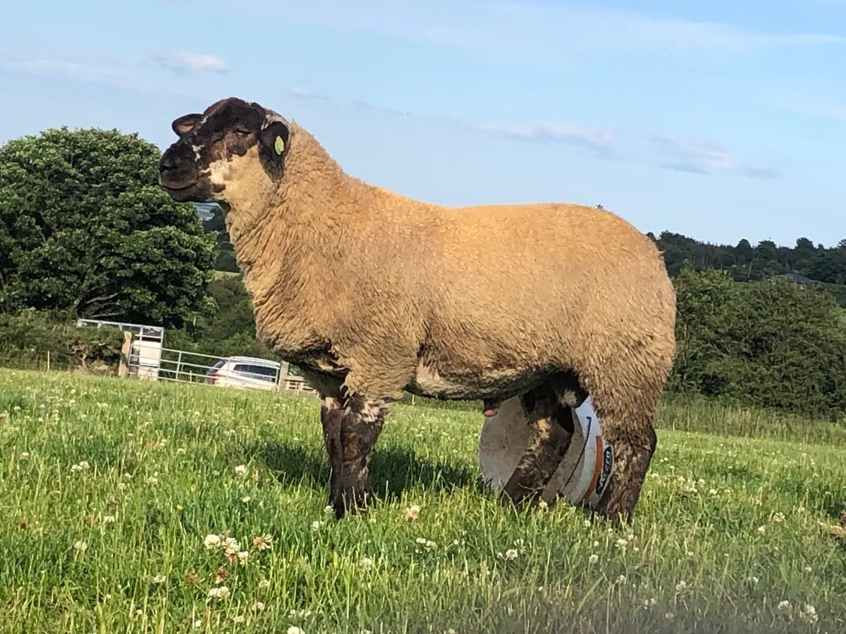 Suftex Suffolk texel rams - Image 2