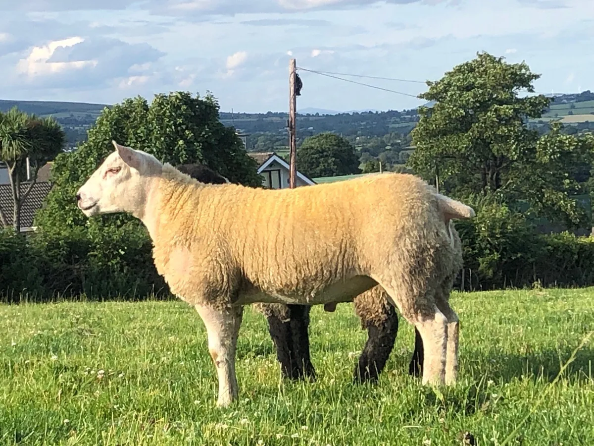 Suftex Suffolk texel rams - Image 3