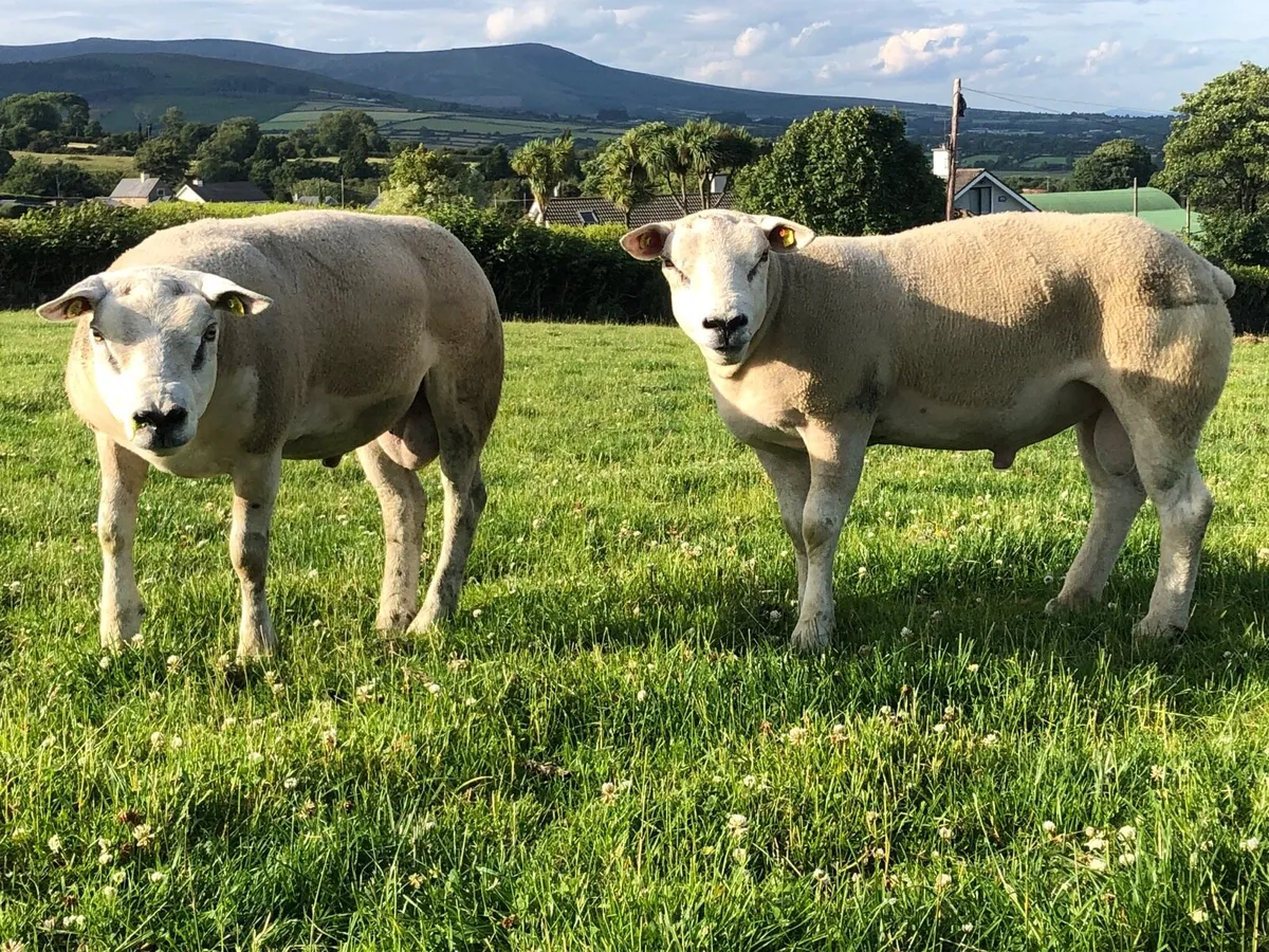 Suftex texel rams - Image 2