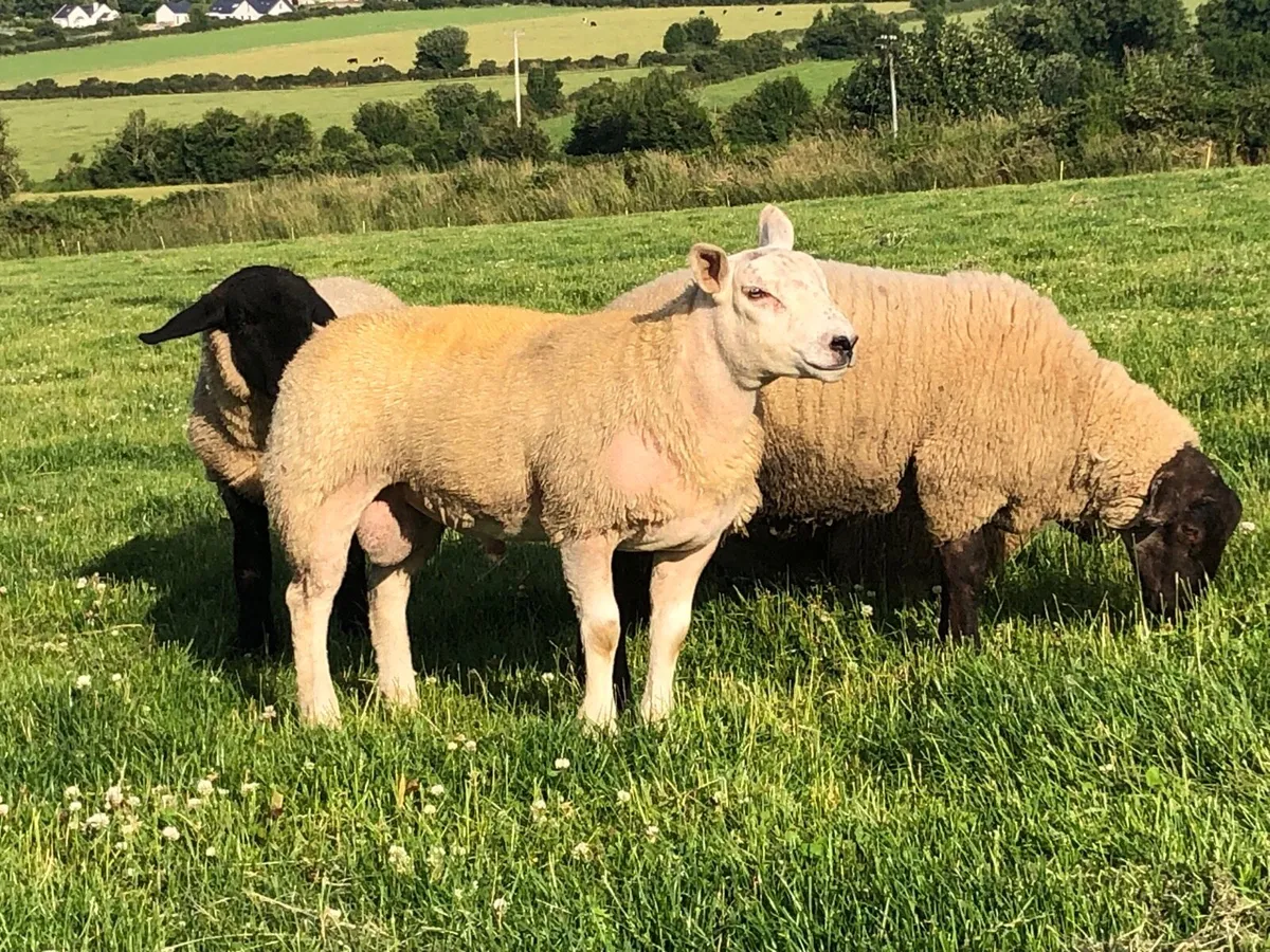 Suftex texel rams - Image 3