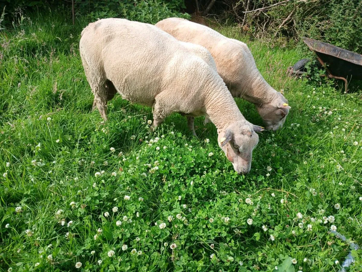 Charollais ram - Image 1