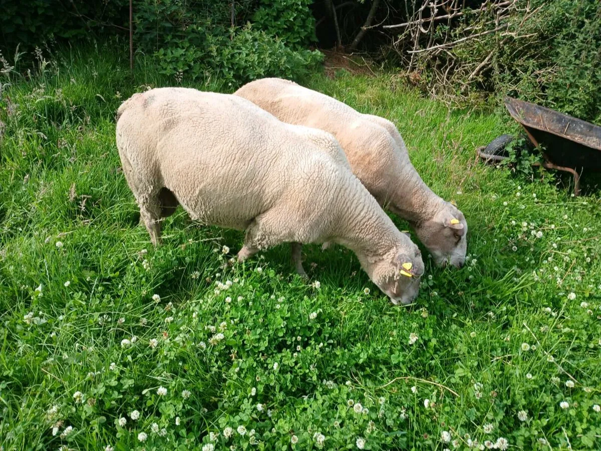 Charollais ram - Image 3
