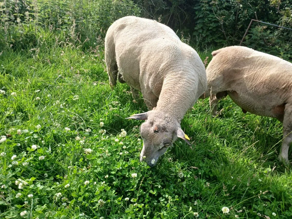 Charollais ram - Image 4