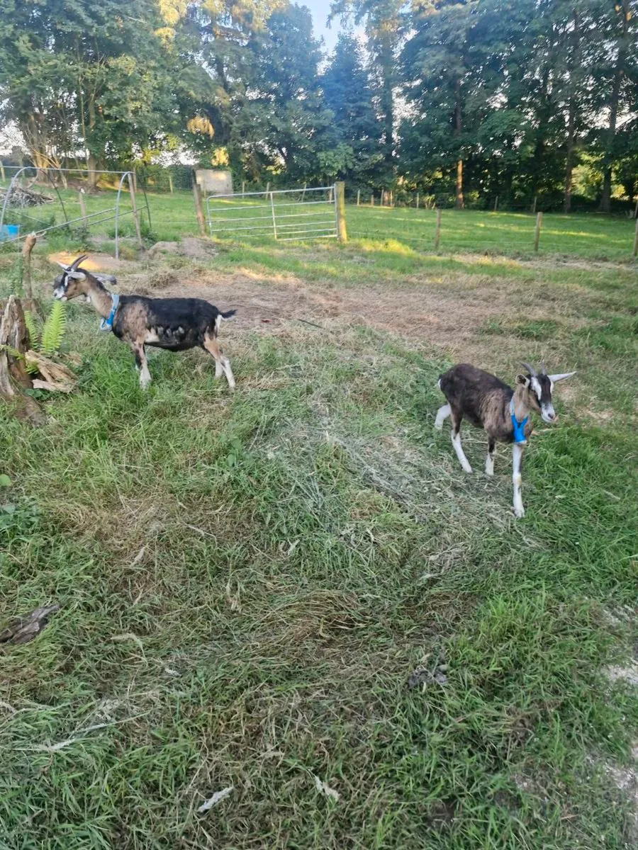 Goats Saanen x Alpine - Image 1