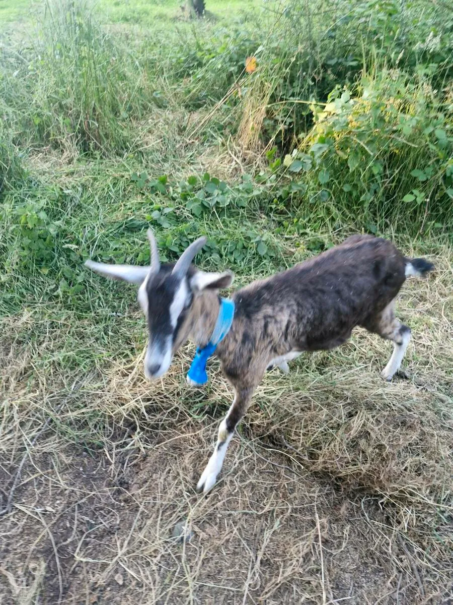 Goats Saanen x Alpine - Image 2