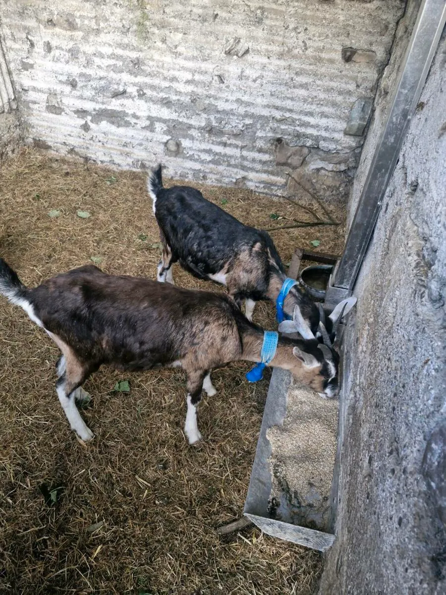 Goats Saanen x Alpine - Image 3