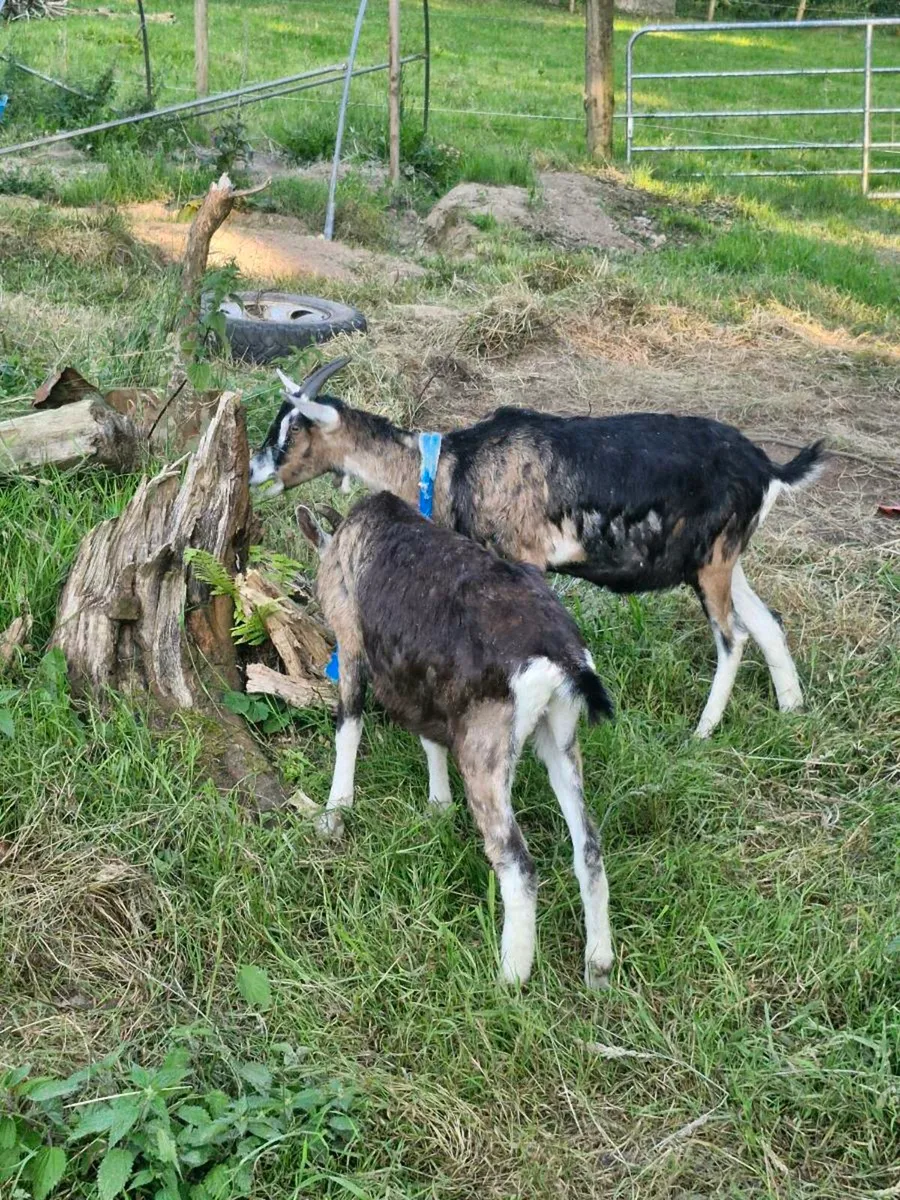 Goats Saanen x Alpine - Image 4