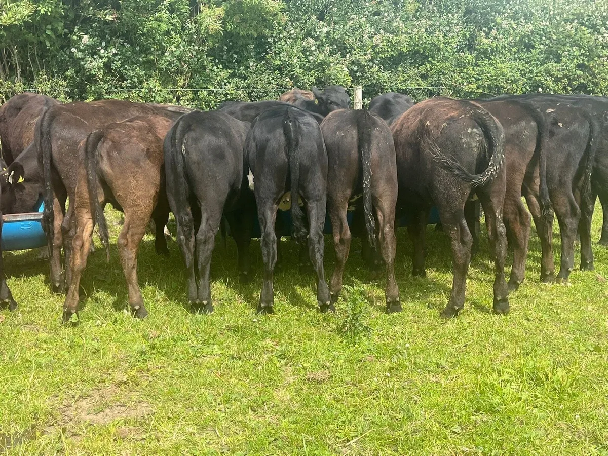 AA Heifers - Image 2